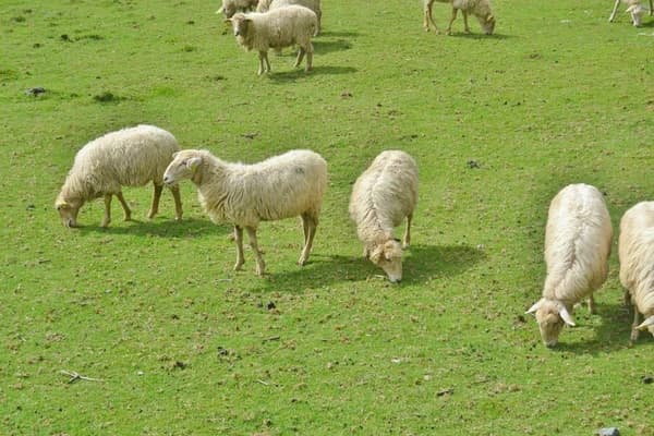 Gönnen Sie sich Schweizer Schaf beim Schlaf